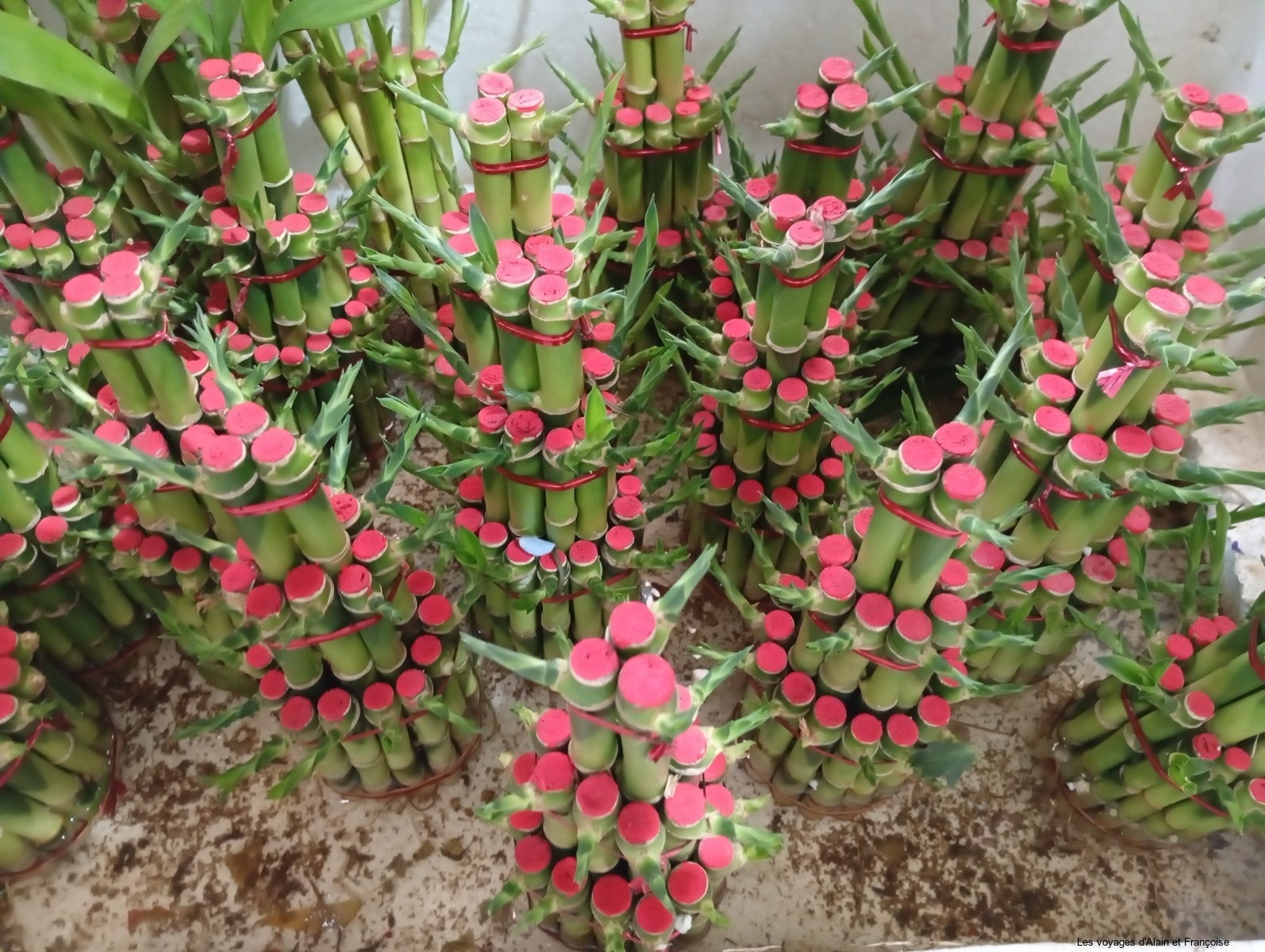 IMG_20260102_131412-Copier