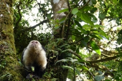 costa rica 1