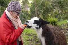 Cotopaxi