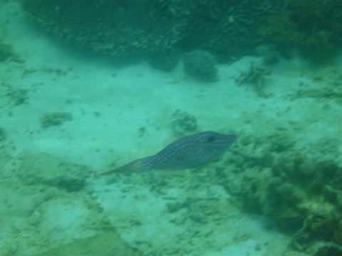 p1030247-large