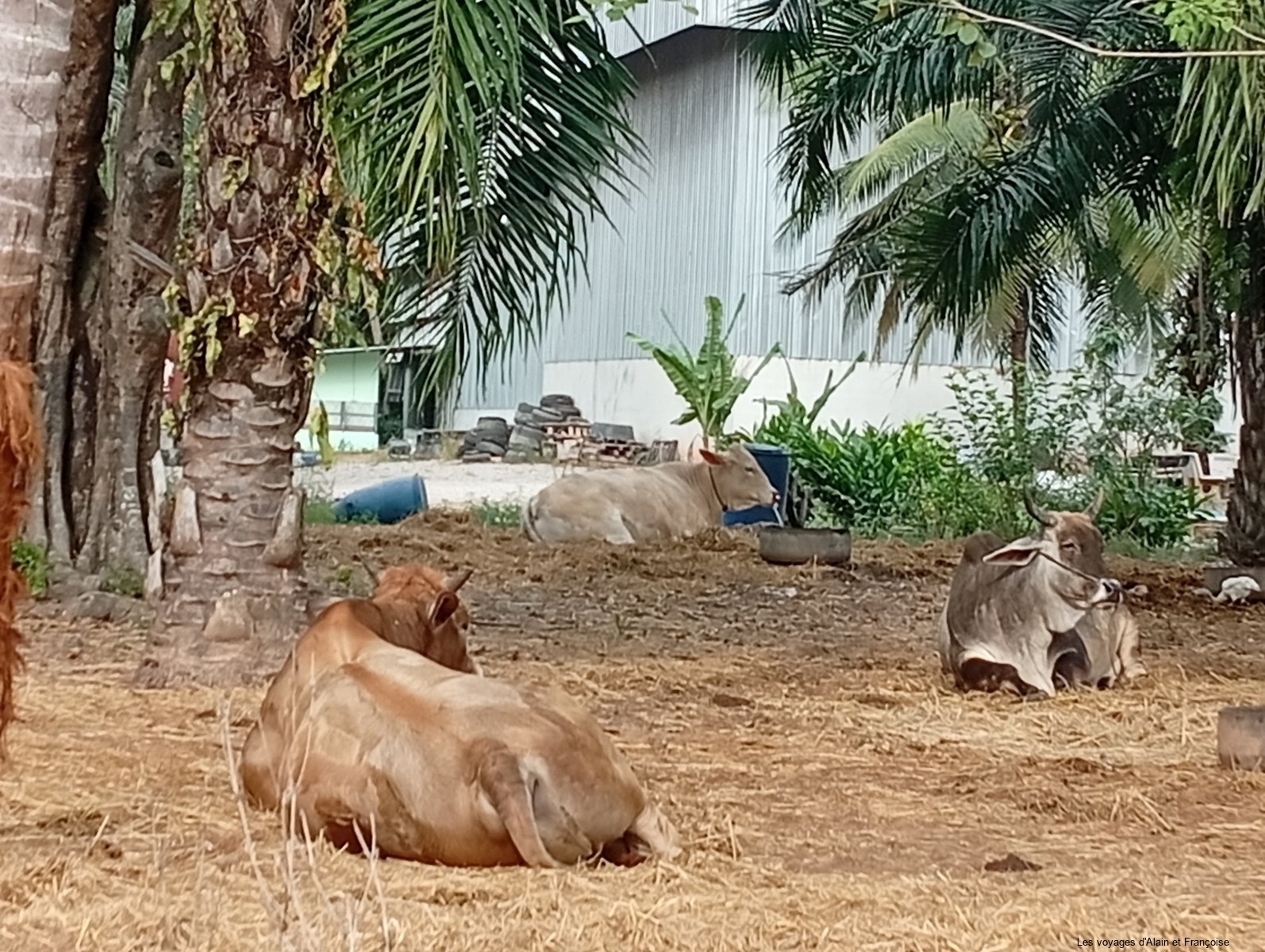 IMG_20260121_091859-Copier