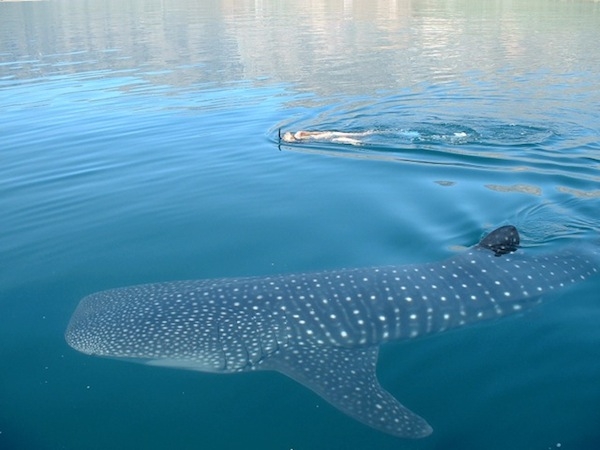 requin baleine