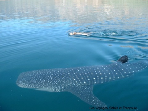 requin baleine
