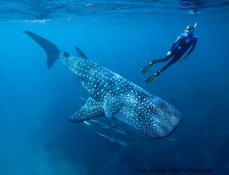 requin baleine2