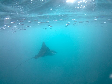 This photo is taken by AllWinner's v3-sdv