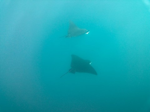 This photo is taken by AllWinner's v3-sdv