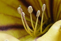 Oaxaca