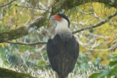 Ojochal puerto jimenez
