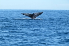 Puerto San Carlos