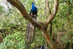 tenorio