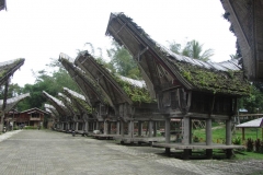 toraja 1