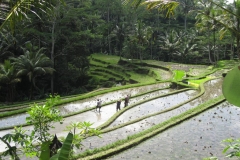 Ubud 2